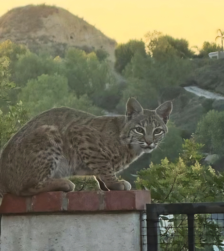 A visit by a predator - @maurawest - Instagram