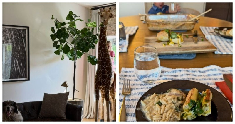 A pup, a tummy meal and a giraffe - Instagram
